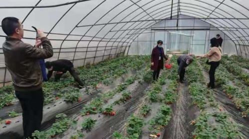 严把质量关 江阳区农业农村局开展全区食用农产品专项检查工作