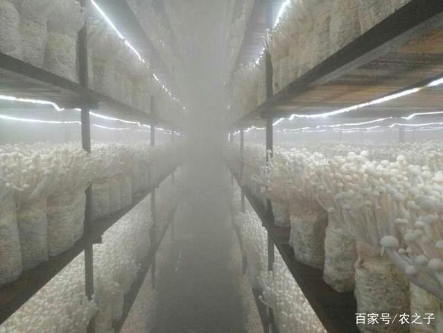 泰宁科技发展&ldquo;智慧菌菇&rdquo;农户种植海鲜菇促增收